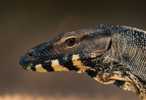 体験談を掲載したモニターの割引はどれくらいお得？